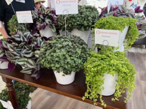 Welcome to the Jungle Program from Dümmen Orange