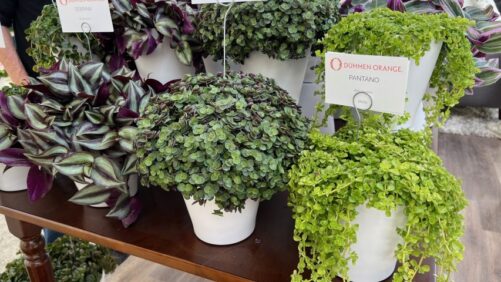 Dümmen Orange Bringing Succulent Production In-House