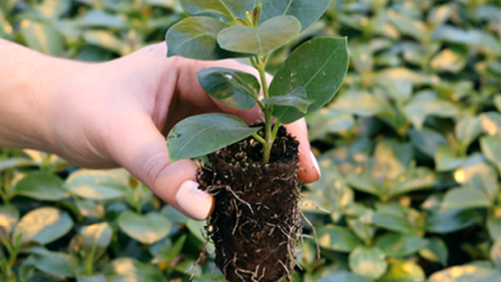 A.M.A. Introduces New Grower Guide for Ellepots