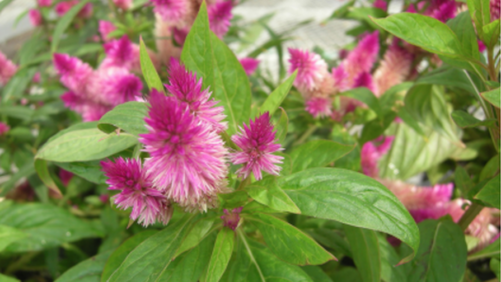 Watch for Alternanthera Mosaic Virus This Spring