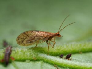 Biobest, Micromus-System