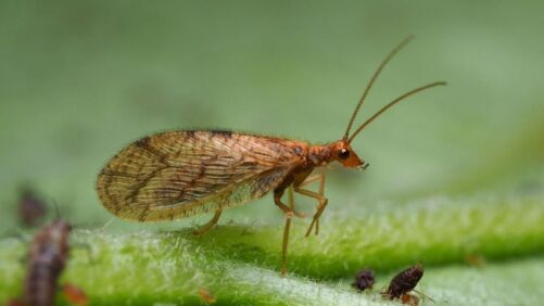 A Bios Merger: Biobest Announces Plans to Acquire BioWorks