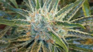 How Cannabis Growers Can Ensure a Prosperous 2023