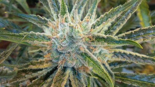 11 Tips on Setting Up a Cannabis Cultivation Business