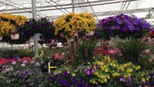 A Great Example of Extension’s Impact on the Greenhouse Industry