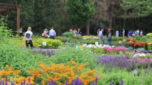 Darwin Perennials Day 2022 Is Set for June 22