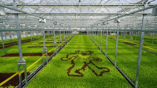 Now Here’s a Unique Combo: Greenhouse Lettuce and Deadheads
