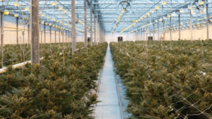 Why This Ontario-Based Cannabis Greenhouse Company Is Expanding