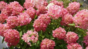 Mark Your Calendar for the Next Proven Winners Landscape Roadshow