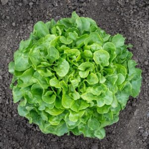 Lettuce 'Bauer'