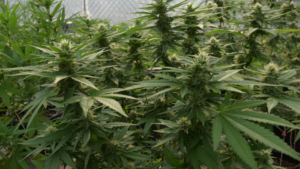 How Healthy Roots Can Bring Healthy Yields in Cannabis