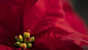 Crop Protection in Poinsettias from Stick to Finish