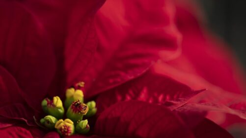 Crop Protection in Poinsettias from Stick to Finish