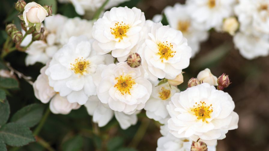 5 Star Roses Star Roses and Plants Nets Three Rose Trial Awards - Greenhouse Grower