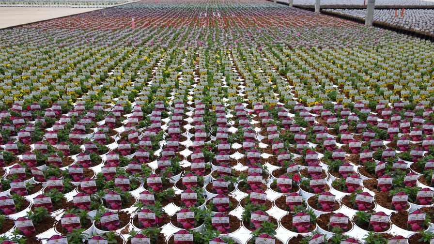 12. Common Pitfalls to Avoid When Finishing Calibrachoa