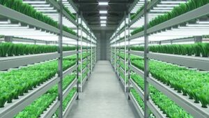 International Research Targets Light Spectrum Impact on Plant Growth