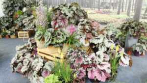 U.S. Plant Breeder Takes Top Honors at Chinese Floral Event