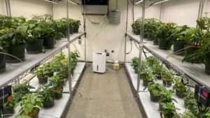 University of Florida Research ID’s Tomatoes Suited for Indoor Production