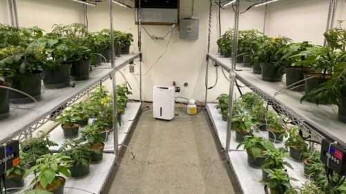 University of Florida Research ID’s Tomatoes Suited for Indoor Production
