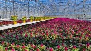 Insider Insights on the Future of Automation in Horticulture