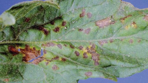 Managing Bacterial Leaf Spot Resistance in Greenhouse Vegetables