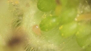 Updated Guide for Greenhouse Biological Control Agents Now Available