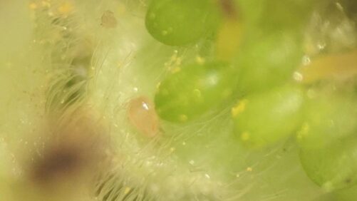 Updated Guide for Greenhouse Biological Control Agents Now Available