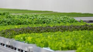 How Resiliency and Sustainability Are Driving the CEA Market