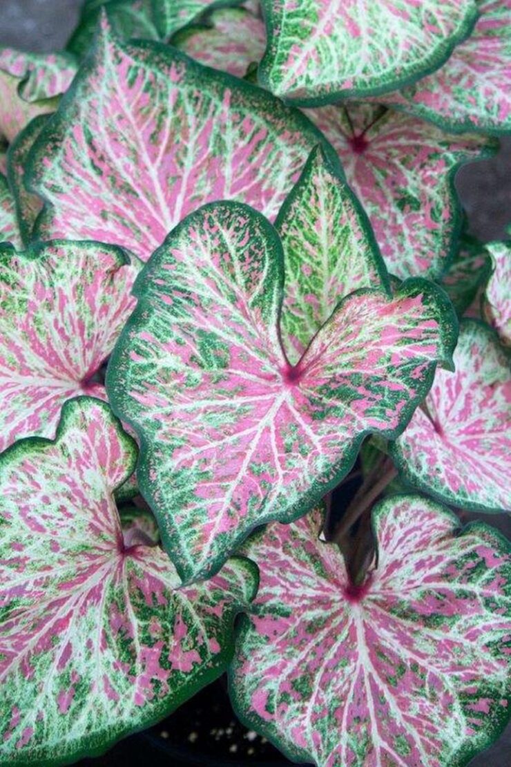 Learn More About Four New Caladiums from the University of Florida ...