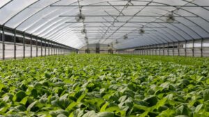 #10: Two Greenhouse Expansion Projects Taking Shape in the Northeast