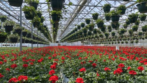 Growers Seeking Disease-Resistant Geraniums