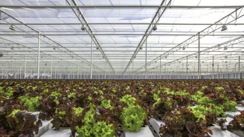 The Story Behind Greenhouse Curtains