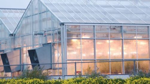 The Benefits of Greenhouse Polycarbonate Panels