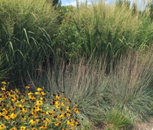 Panicum, Schizachyrium, and Rudbeckia (Hoffman Nursery)