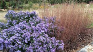 How Fall Grasses Offer Benefits for Growers and Consumers