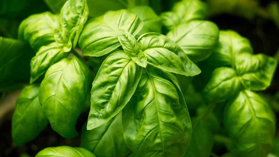 Ways Organic Fertilizer Improves Culinary Herb Production - Greenhouse  Grower