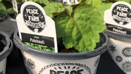 How One Grower Is Managing Pests in Organic Crops