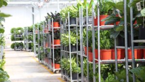 How Greenhouse Growers Are Overcoming Major Shipping Challenges in E-commerce