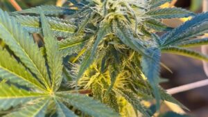 Simplify Your Life Through Strategic Cannabis Cultivar Selection