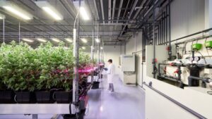New Partnership Aims to Optimize Cannabis Cultivation From Propagation to Harvest