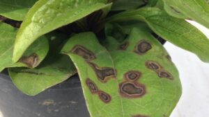 Five Strategies for Thwarting Viruses in the Greenhouse