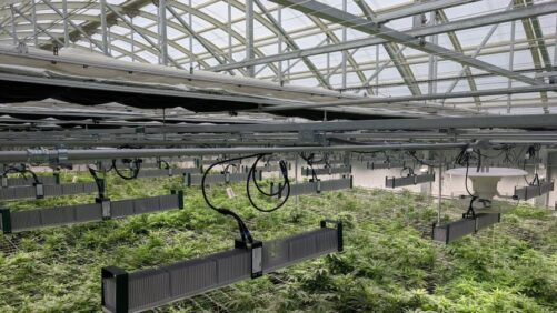 Cannabis Crop Steering With LED Lighting Moves Forward