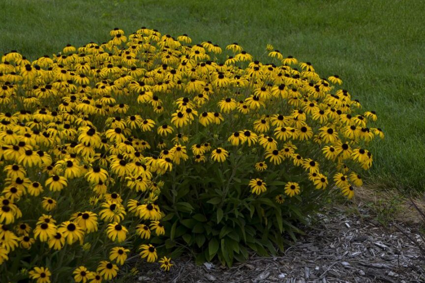 Rudbeckia 'American Gold Rush' (Walters Gardens)