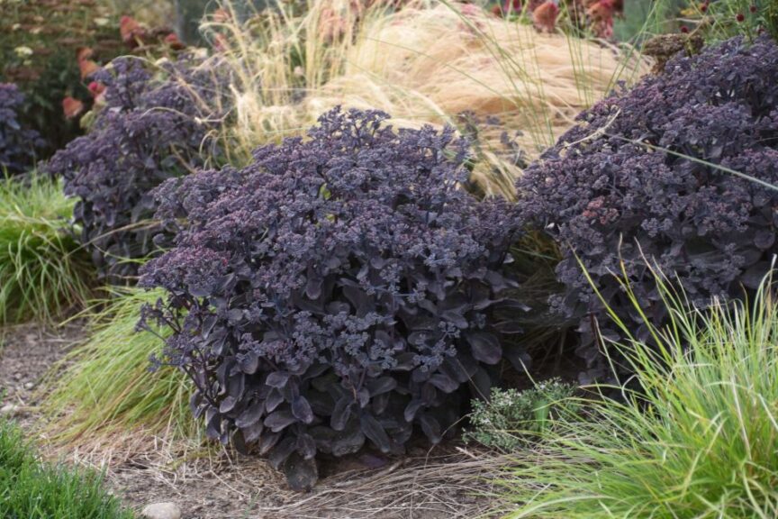 Sedum 'Back in Black' (Walters Gardens)