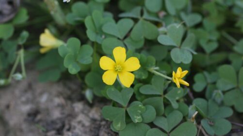 Tips on Monitoring Yellow Woodsorrel in Greenhouse Containers