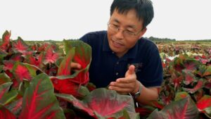 Learn More About Four New Caladiums from the University of Florida