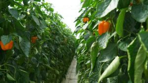 AI-Based Pepper Yield Forecasting Platform Now Available