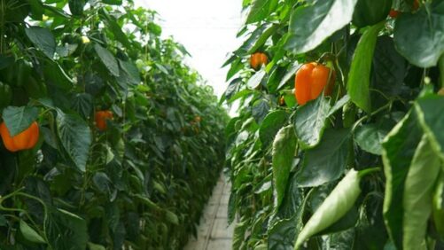 AI-Based Pepper Yield Forecasting Platform Now Available