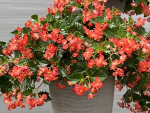 Industry's Choice Award and Editor's Choice Award Finalist: Begonia 'Hula Red' (PanAmerican Seed)