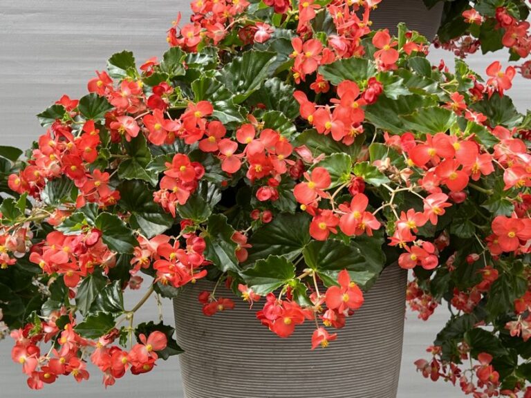 Industry's Choice Award and Editor's Choice Award Finalist: Begonia 'Hula Red' (PanAmerican Seed)
